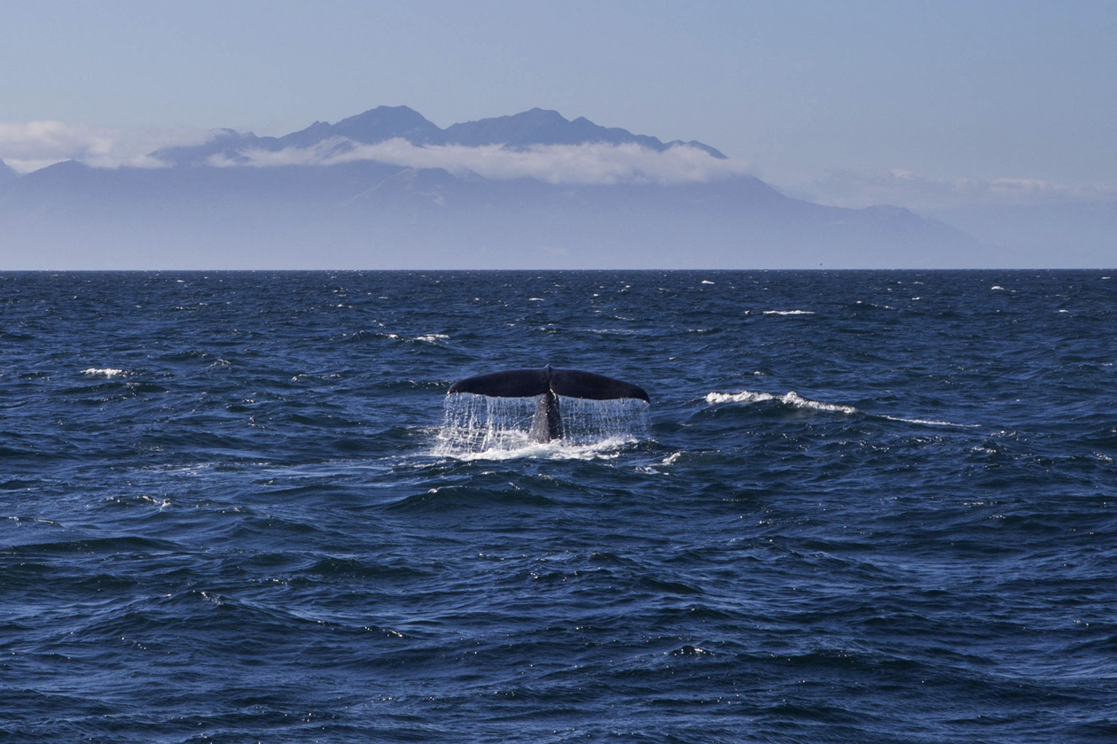  (Kaikoura).<br> .<br>   ,  ,  .
