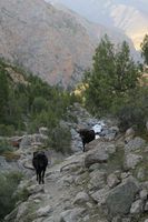 Долина реки Дугоба. Бычки не спешат уступать нам дорогу.
