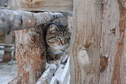 Кот Барсик (он же Кеша)