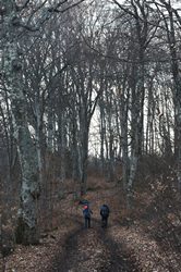 Спуск по грутовой дороге со Стол горы.