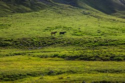 Лошади в долине реки Кяфар.
