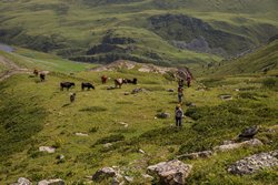 В долине реки Кызылчук нас развлекали коровы, быки и телята, сменившие коней, лошадей и жеребят из долины реки Кяфар.