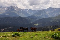 Лошади у дороги на фоне вершин Софийского хребта и хребта Аркасара.