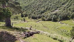 Случайно свернули на тропу к перевалу Хадюка, которая пошла от коша вверх. Исправляем ошибку, сбрасывая напрямик по крутым травянистым склонам к тропе вдоль ручья.
