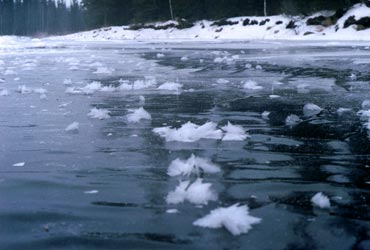 Фото 28. Снежные "цветы" на льду Большой Мойвы.