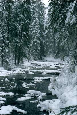 Фото 31. Приток Курыксарки.